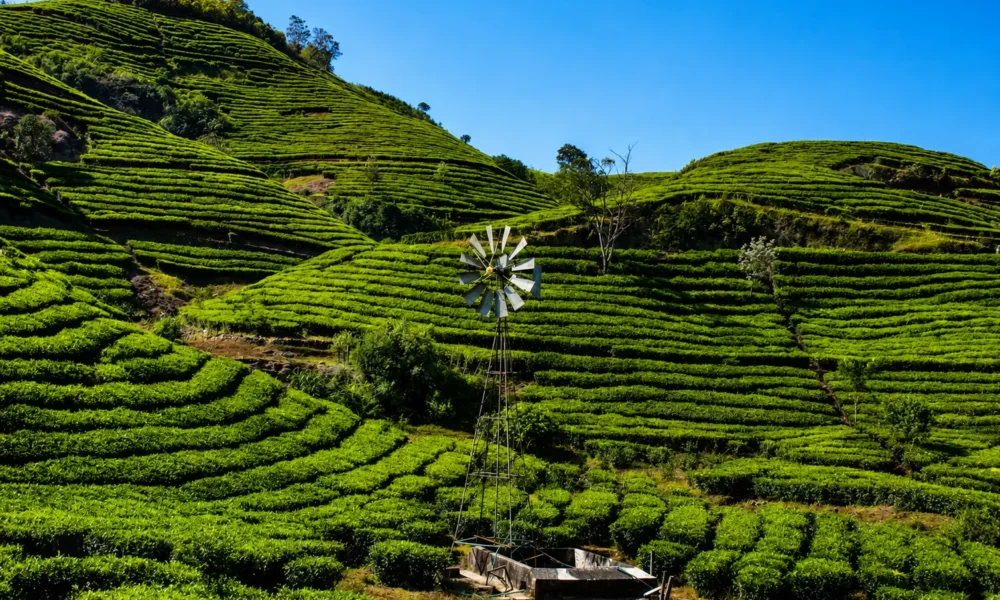 vagamon