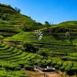 vagamon